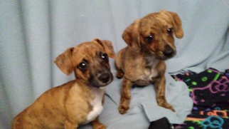 Chiweenie Puppy for sale in VANCOUVER, WA, USA