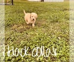 Small Photo #87 Goldendoodle Puppy For Sale in WEST PLAINS, MO, USA
