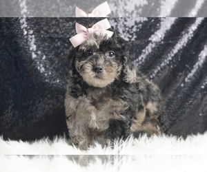 Poodle (Miniature) Litter for sale in WARSAW, IN, USA