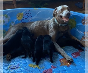 Mother of the Labrador Retriever puppies born on 06/10/2021