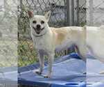 Small #4 Chihuahua