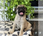 Image preview for Ad Listing. Nickname: Felix