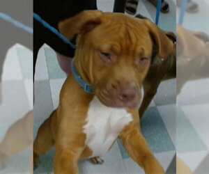 Mutt Dogs for adoption in Oklahoma City, OK, USA