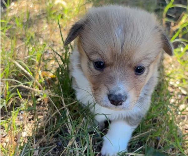 Medium Photo #3 Pembroke Welsh Corgi Puppy For Sale in MIDLOTHIAN, TX, USA
