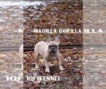 Small Photo #39 French Bulldog Puppy For Sale in TACOMA, WA, USA