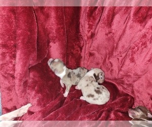 Chihuahua Puppy for sale in ATTALLA, AL, USA