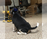 Small Photo #8 Beagle Puppy For Sale in RED OAK, OK, USA