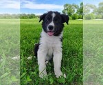 Small #6 Border Collie