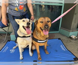 Ambar - Female Mountain Cur-Unknown Mix Dog for Adoption - Photo #7