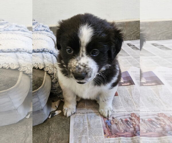 Medium Photo #3 Border Collie-Unknown Mix Puppy For Sale in Agoura Hills, CA, USA