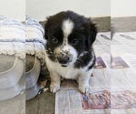 Small #2 Border Collie Mix