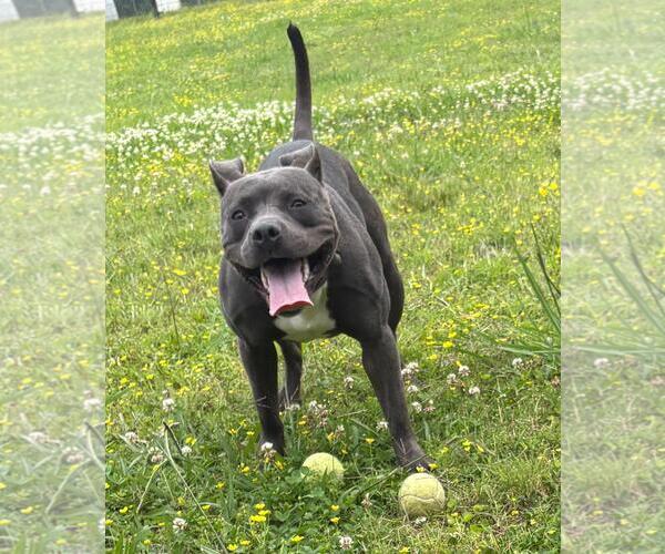 Medium Photo #3 American Pit Bull Terrier-Unknown Mix Puppy For Sale in Virginia Beach, VA, USA