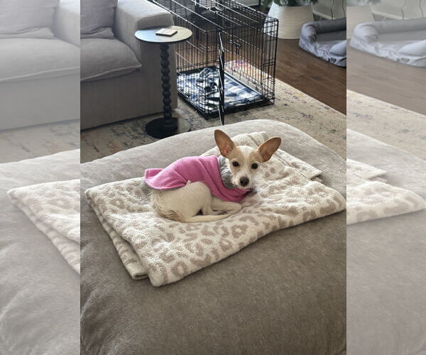 Medium Photo #1 Chihuahua-Unknown Mix Puppy For Sale in Plainfield, IL, USA