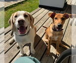 Small #7 German Pinscher Mix