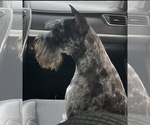 Small Photo #1 Schnauzer (Miniature) Puppy For Sale in WALNUT COVE, NC, USA