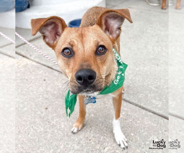 Medium Photo #9 Beagle-Black Mouth Cur Mix Puppy For Sale in Washington, DC, USA