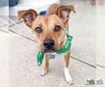 Small #8 Beagle-Black Mouth Cur Mix