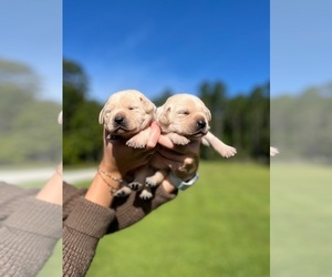 Labrador Retriever Litter for sale in SANTA ROSA BEACH, FL, USA