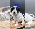 Puppy 4 Goldendoodle mix (+ Poodle Miniature)