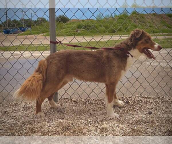 Medium Photo #2 Australian Shepherd Puppy For Sale in Pleasanton, TX, USA