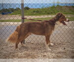 Small #1 Australian Shepherd