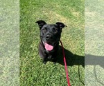Small #3 Labrador Retriever Mix