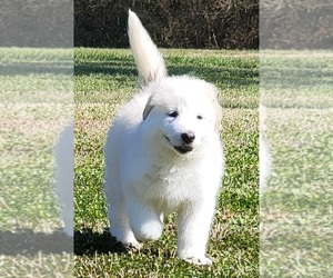 German Shepherd Dog-Great Pyrenees Mix Puppy for sale in CANON, GA, USA
