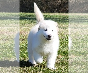 Medium German Shepherd Dog-Great Pyrenees Mix