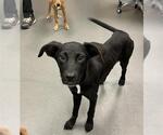 Small Labrador Retriever