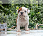 Image preview for Ad Listing. Nickname: Litter of 8