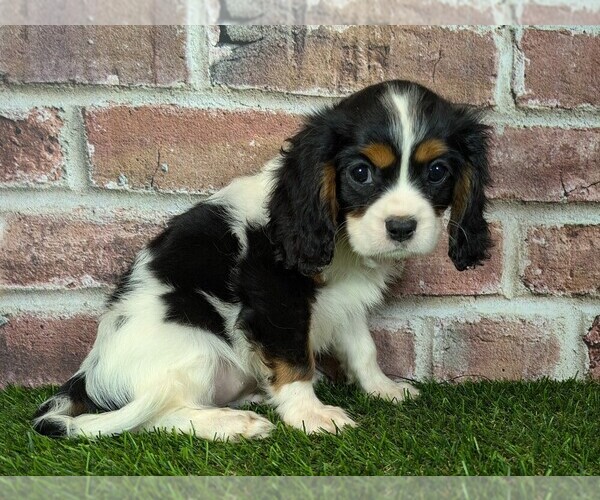 Medium Photo #3 Cavalier King Charles Spaniel Puppy For Sale in MOBERLY, MO, USA