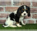 Small #2 Cavalier King Charles Spaniel