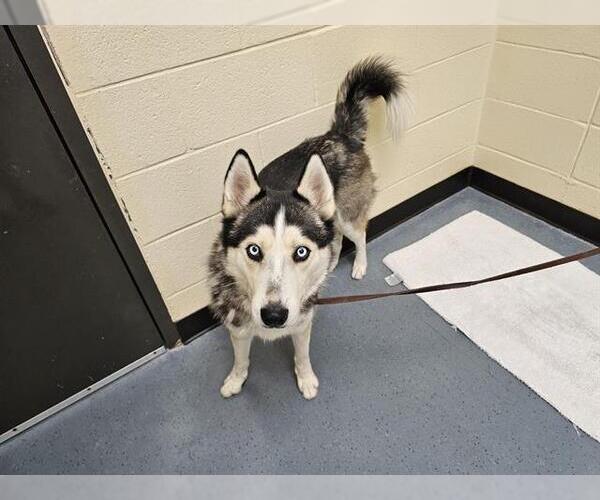 Medium Photo #1 Siberian Husky Puppy For Sale in Denver, CO, USA