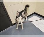 Small Siberian Husky