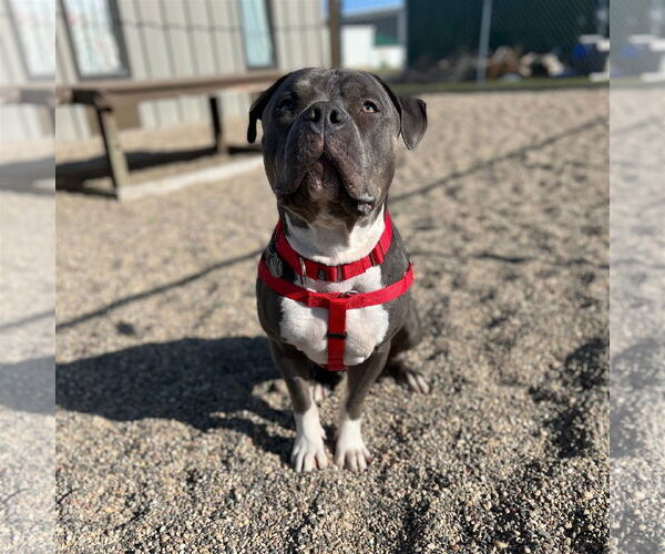 Medium Photo #28 American Pit Bull Terrier-Unknown Mix Puppy For Sale in Fargo, ND, USA