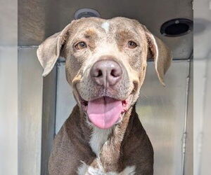 American Staffordshire Terrier-Unknown Mix Dogs for adoption in San Antonio, TX, USA