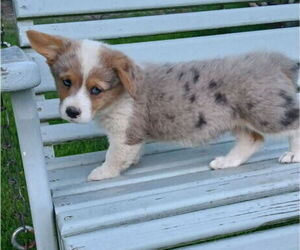 Pembroke Welsh Corgi Puppy for sale in MILTON, WI, USA