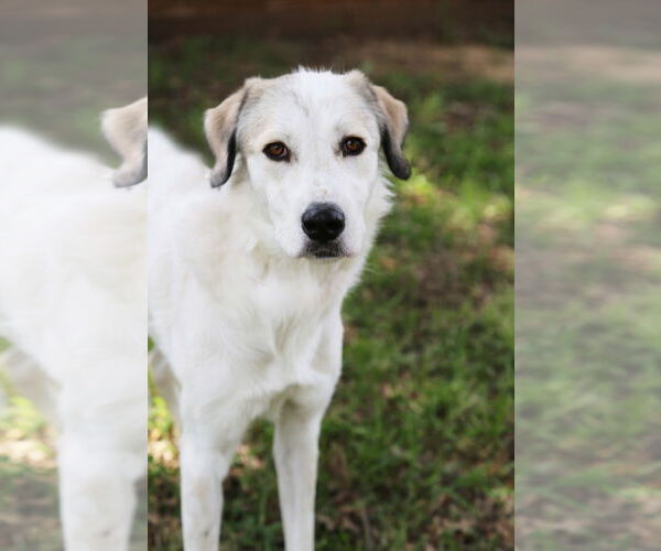 Medium Photo #14 Great Pyrenees-Unknown Mix Puppy For Sale in Dallas, TX, USA