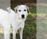 Small #13 Great Pyrenees Mix