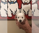 Small Photo #3 West Highland White Terrier Puppy For Sale in PHOENIX, AZ, USA