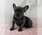 Puppy 3 French Bulldog