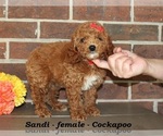 Small #3 Cockapoo (Miniature)