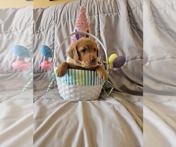 Medium Photo #2 Labrador Retriever Puppy For Sale in BUFFALO, NY, USA