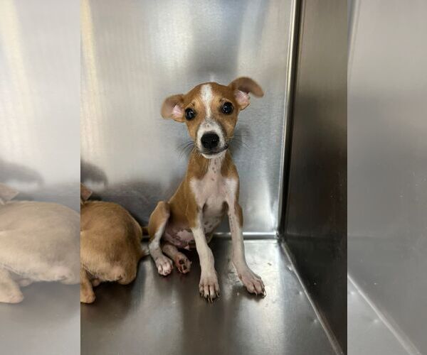 Medium Photo #2 Rat Terrier Puppy For Sale in miami, FL, USA