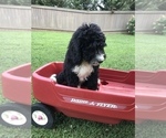 Small Photo #38 Bernedoodle Puppy For Sale in BOWLING GREEN, KY, USA