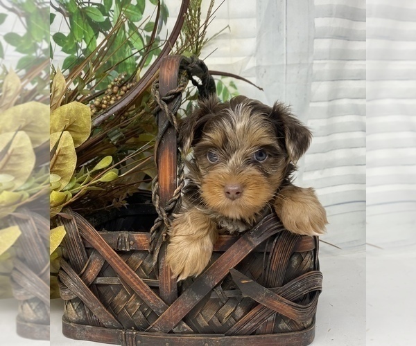Medium Photo #6 Shorkie Tzu Puppy For Sale in SELLERSBURG, IN, USA