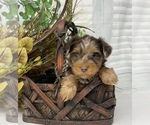 Small #5 Shorkie Tzu