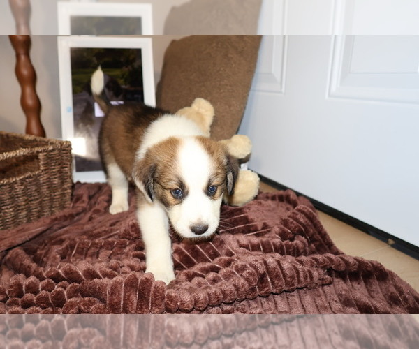 Medium Photo #82 Aussie Pyrenees Puppy For Sale in LEXINGTON, SC, USA