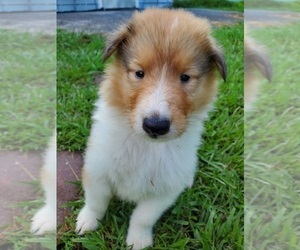 Collie Puppy for sale in BOLTON, NC, USA
