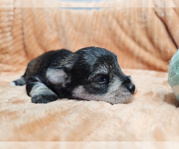 Medium Photo #8 Schnauzer (Miniature) Puppy For Sale in GOSHEN, IN, USA